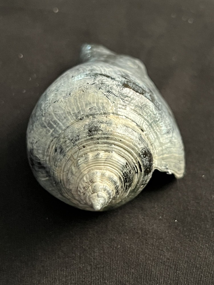 RARE Fossilized FIGHTING CONCH Shell From Central Florida.