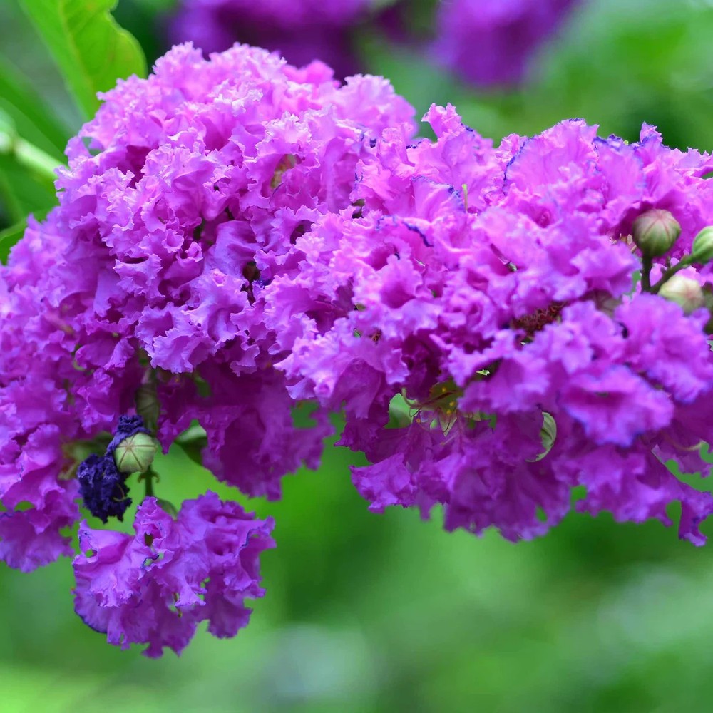 1 Purple Crape Myrtle 12-18" Bare Root Starter Plant