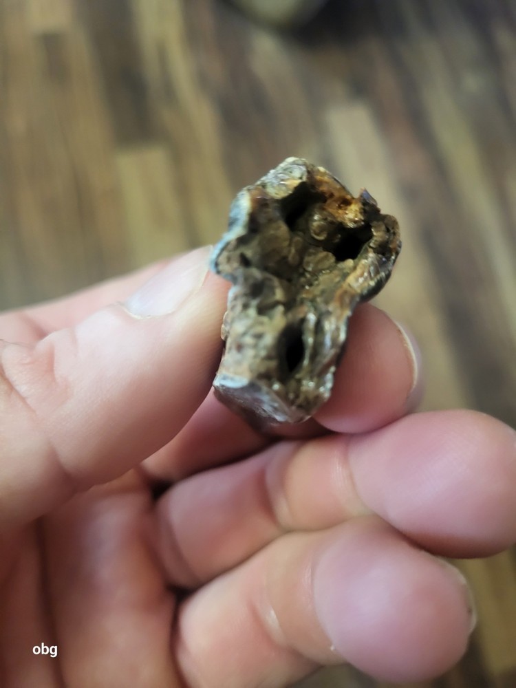 Historic bison tooth with blue vivianite permineralization