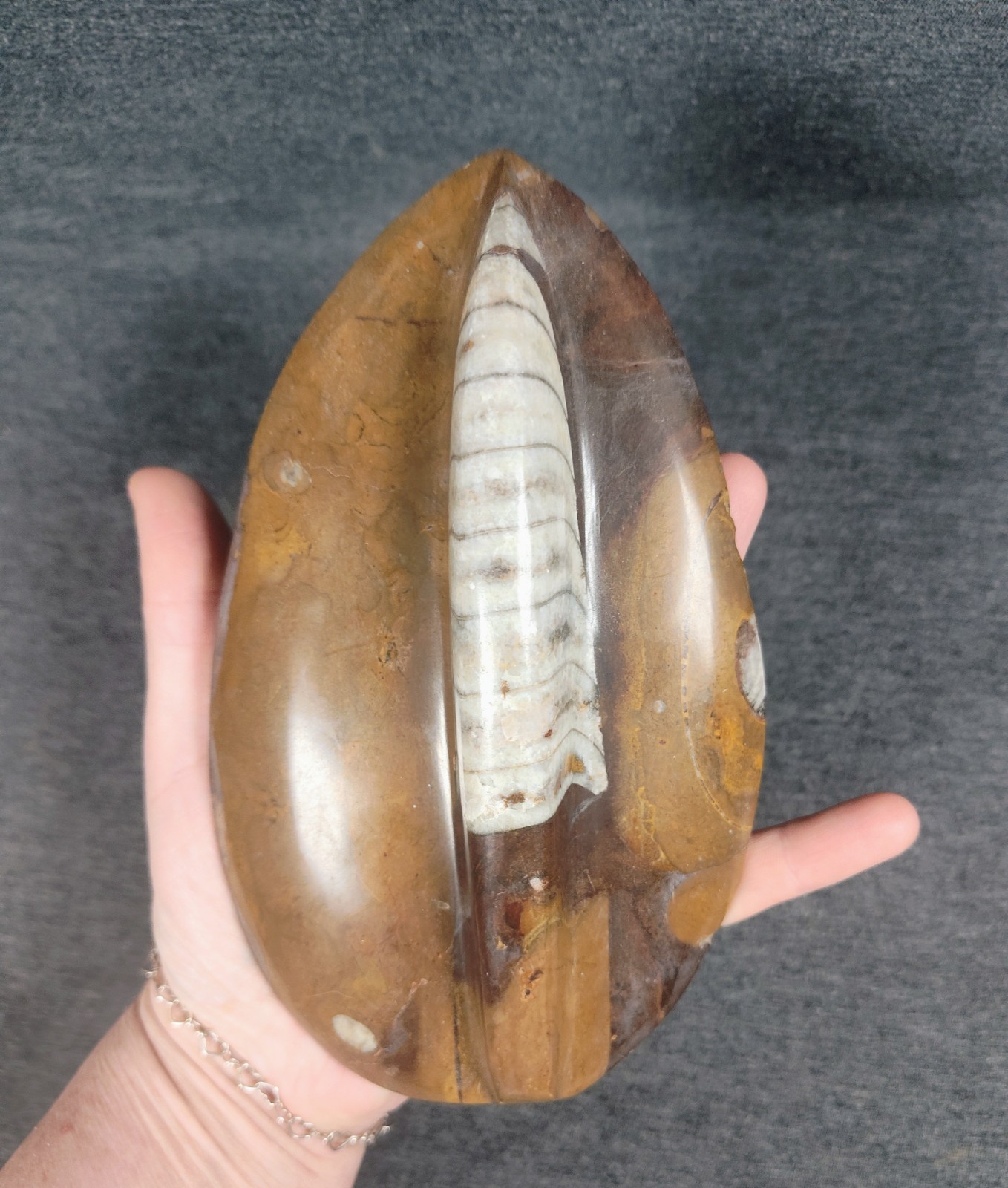 Large 7" Polished Orthoceras Fossil Specimen - Morocco 400MYO Prehistoric Decor