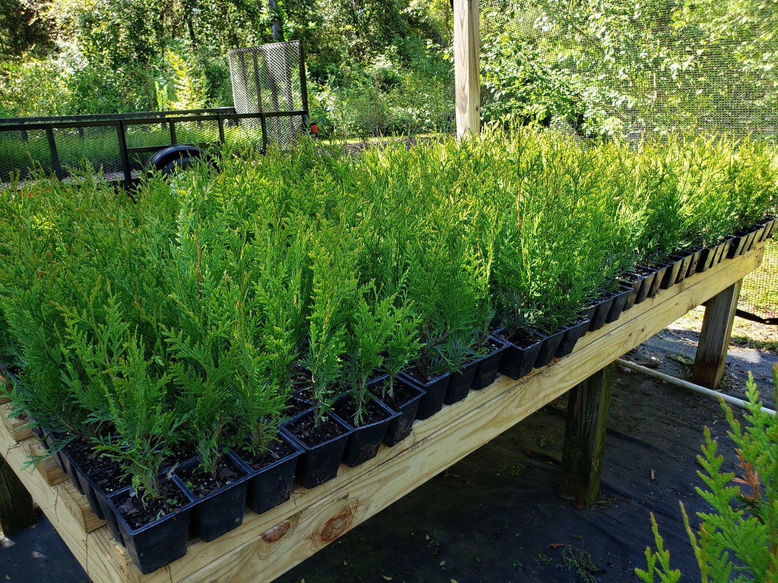 Green Giant Arborvitae, fast growing, privacy, five to 50 plants, FREE shipping