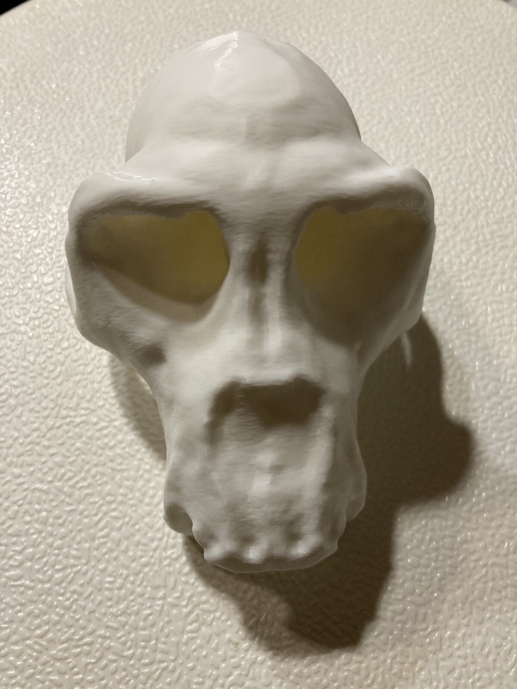 Chimpanzee Skull Replica Uppet 3D Printed