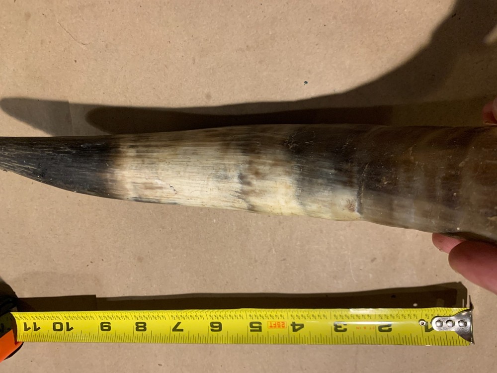 Decorative Cow Horn
