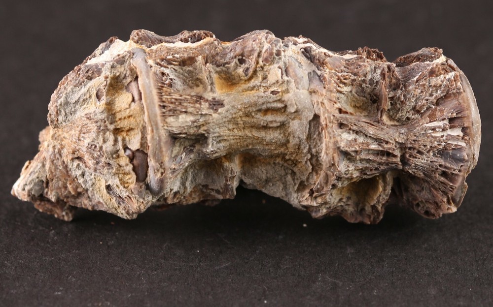 Fossil Fish Ichthyodectes Multiple Vertebrae Cretaceous Kansas COA #3307
