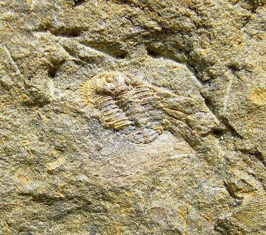 VERY RARE DIACANTHASPIS, CRYPTOLITHUS, AND 2 BRITTLESTARS PLATE - SWATARA GAP!