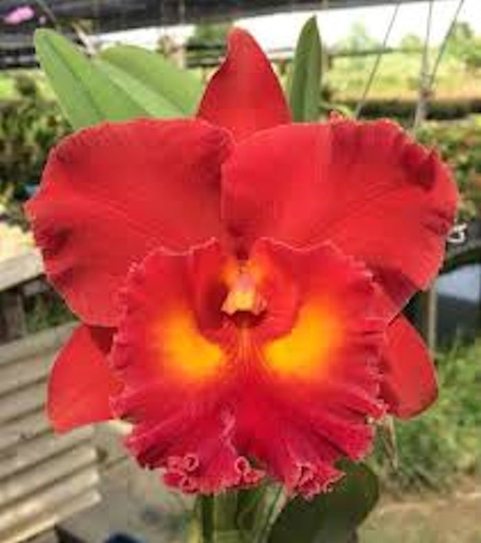 Cattleya Rlc Siam Red 2B40