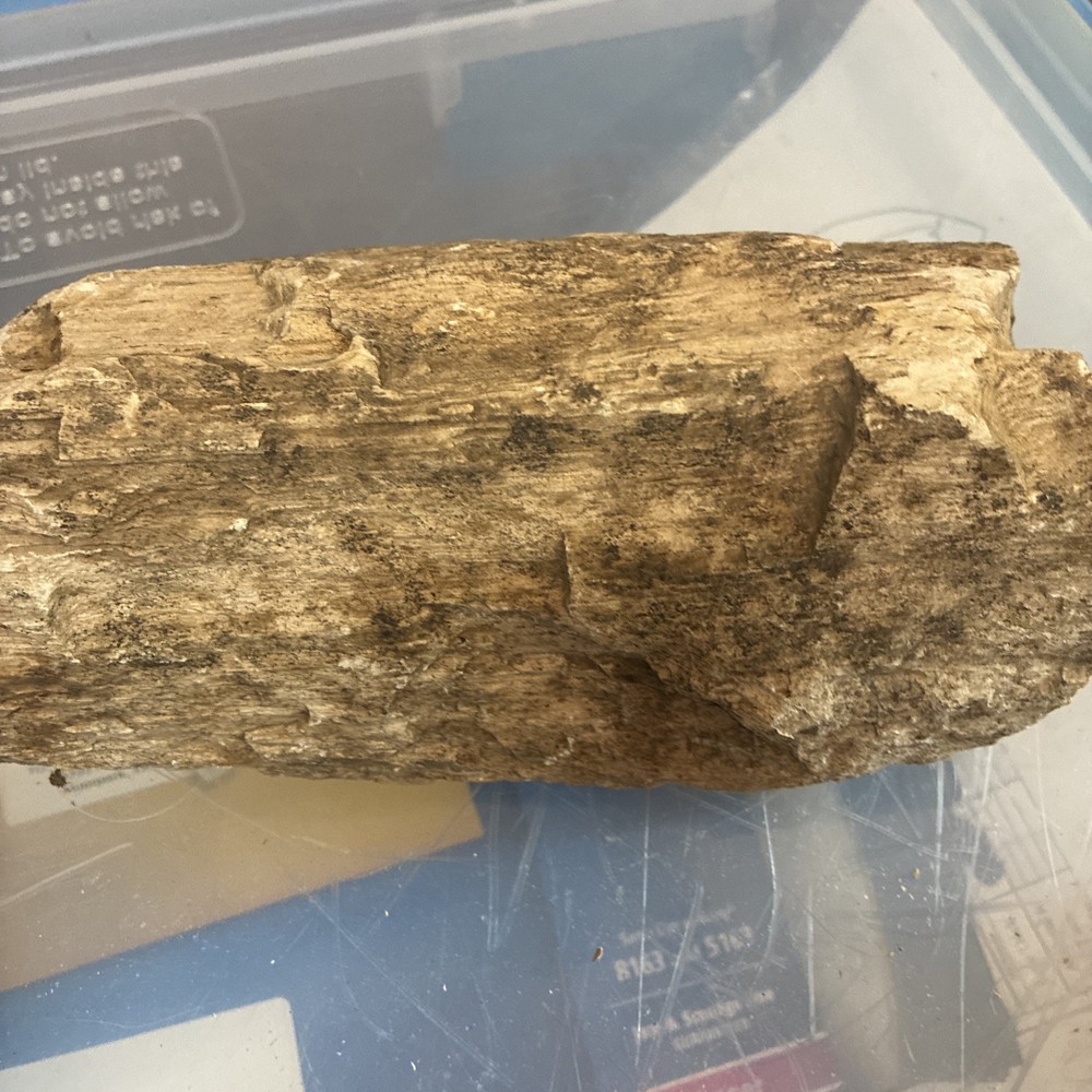 petrified wood rough