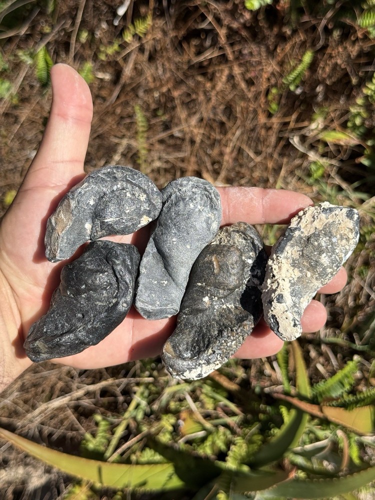 FOSSIL WHALE EAR BONES FROM FLORIDA!!!