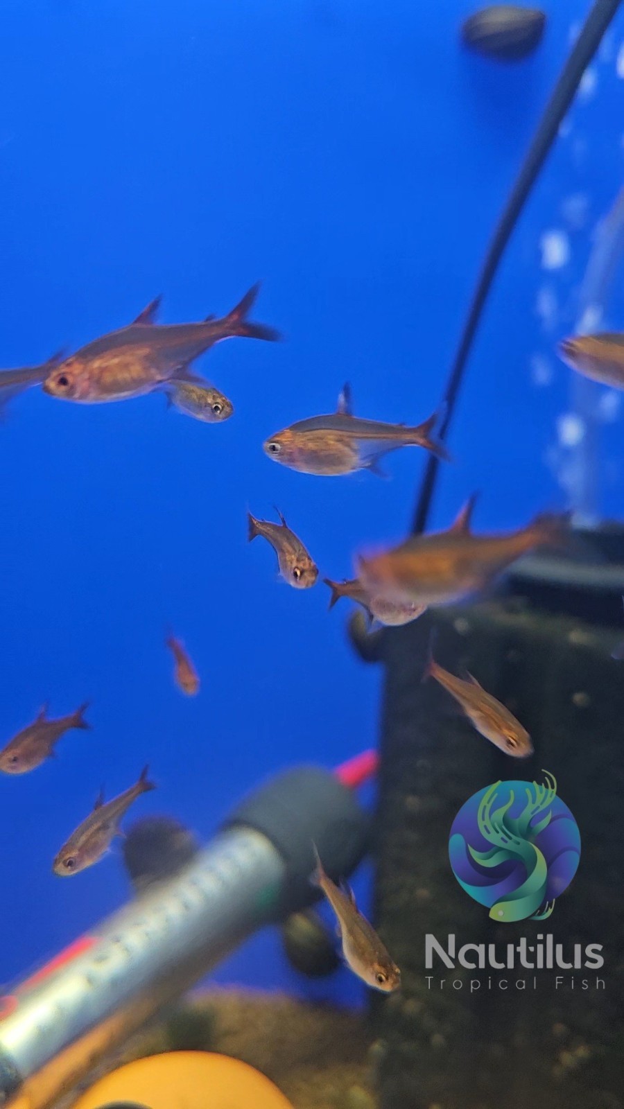 Ember Tetra (Hyphessobrycon amandae), Tank-Bred, We combine shipping!