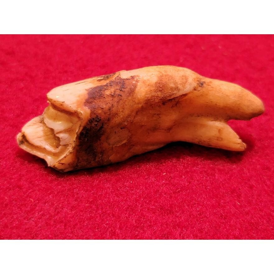 Bison Tooth