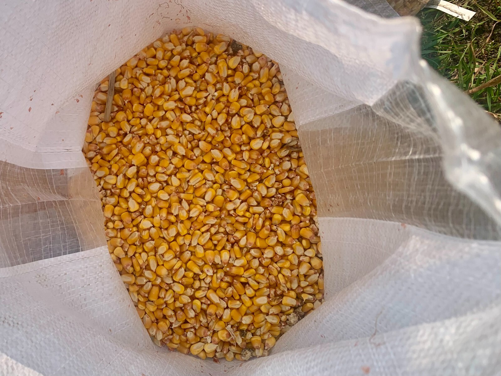 Shelled Corn Premium Wildlife, Bird, Animal Feed 15 lb Ship included