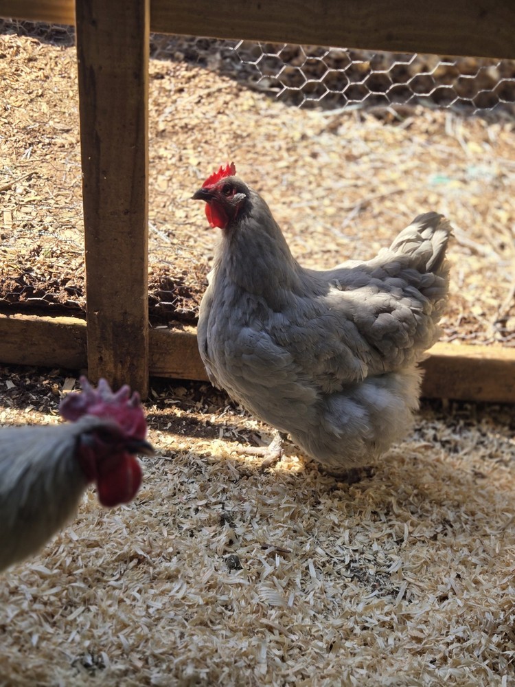 Lavender Orpington Hatching Eggs 12 Plus 2