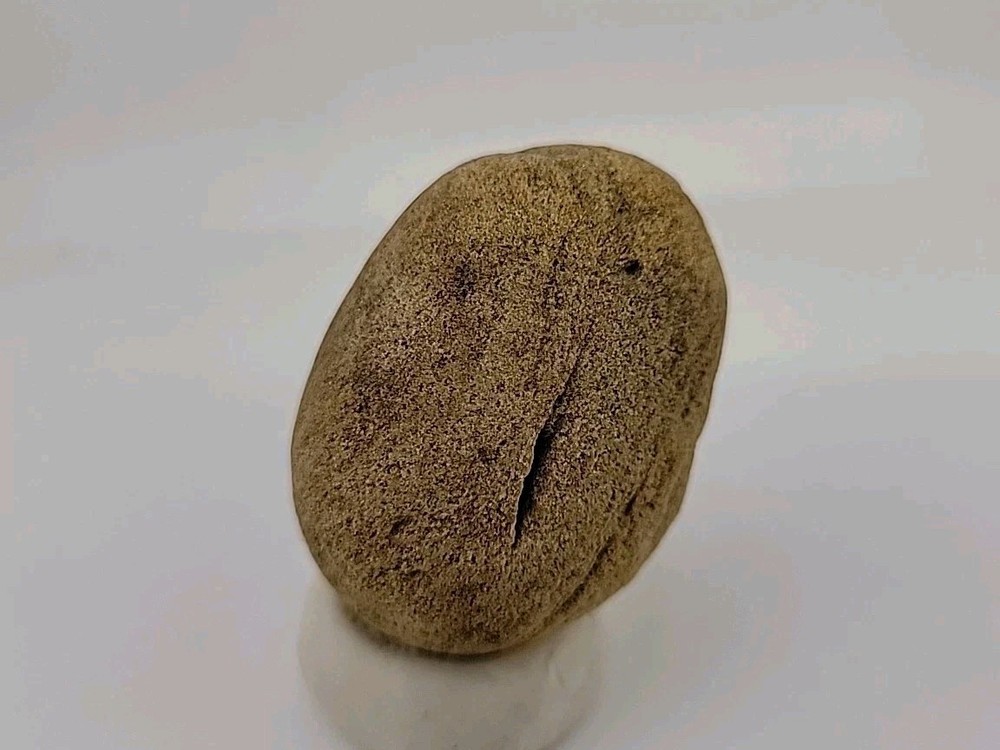 Real Permineralized Reptile Egg Fossil