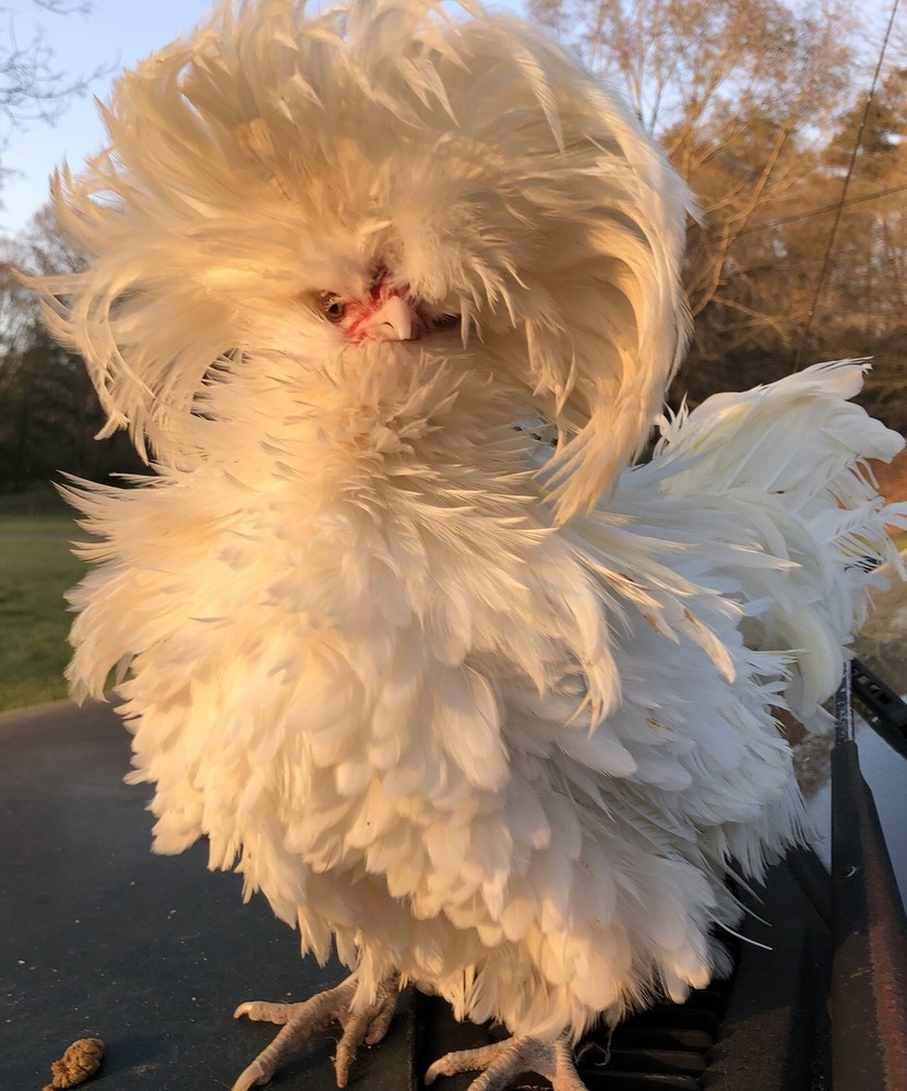 White Polish Frizzle Bantam Hatching Eggs 15+NPIP