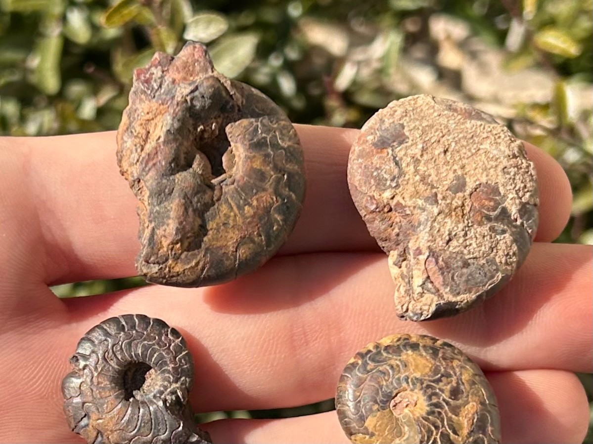 Fossil Goniatites LOT OF 5 Morocco Ammonite Devonian Age