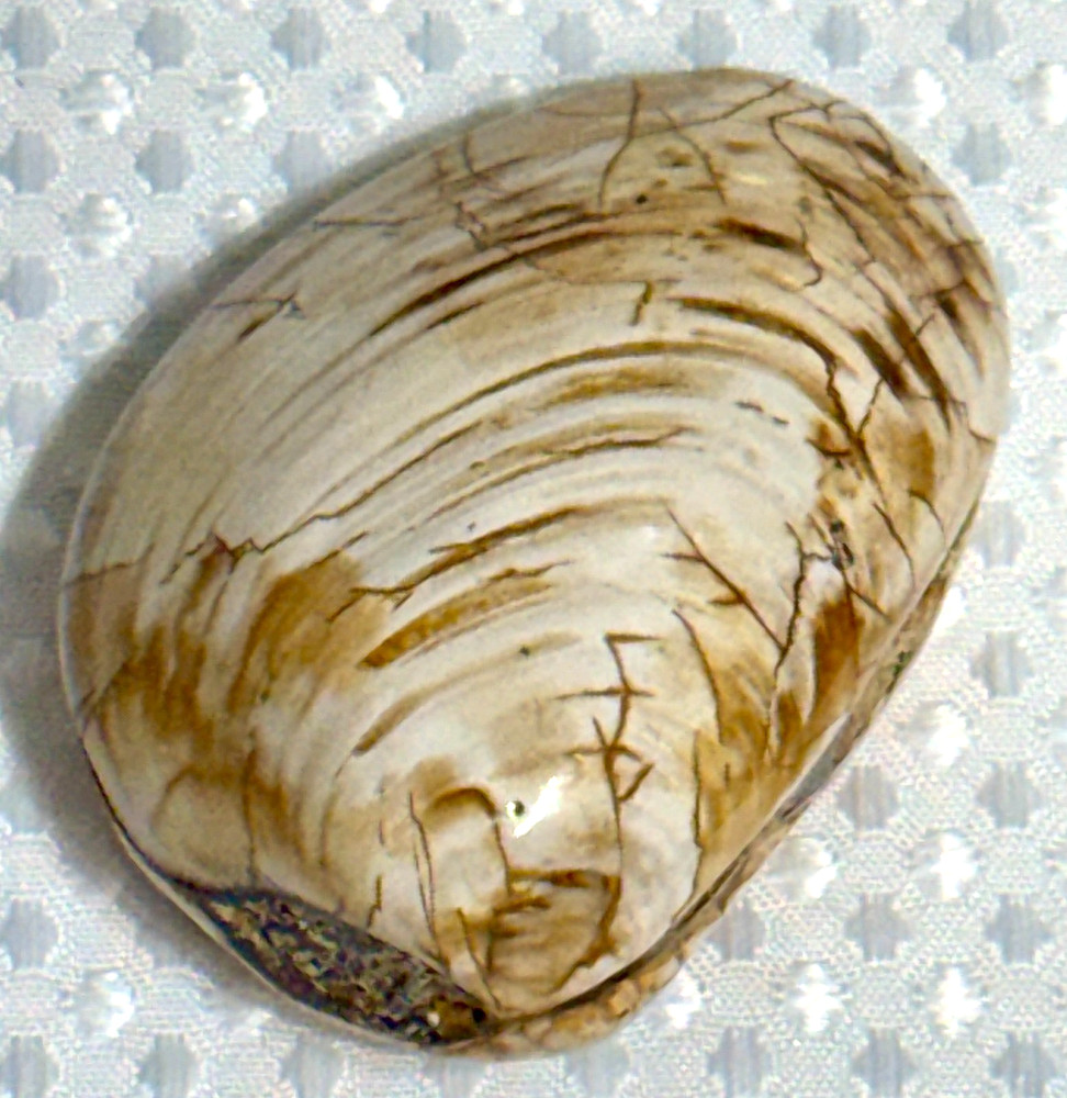 Fossil Clam 162 gr. .36 lb. #643