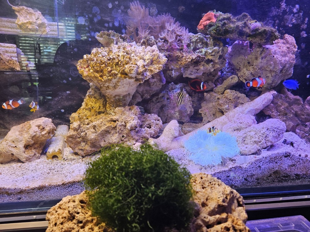 2 Cup Chaetomorpha Macro Algae Super Chaeto FEDEX 2 Days ! 1.25 oz