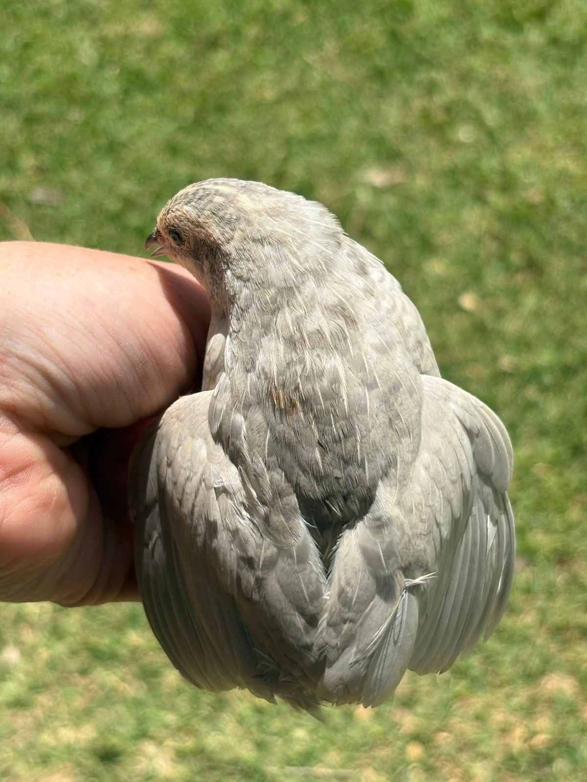 12 Exotic Button Quail Hatching Eggs Chinese Painted SPECIAL RARE ~ TPB Farms 🦚