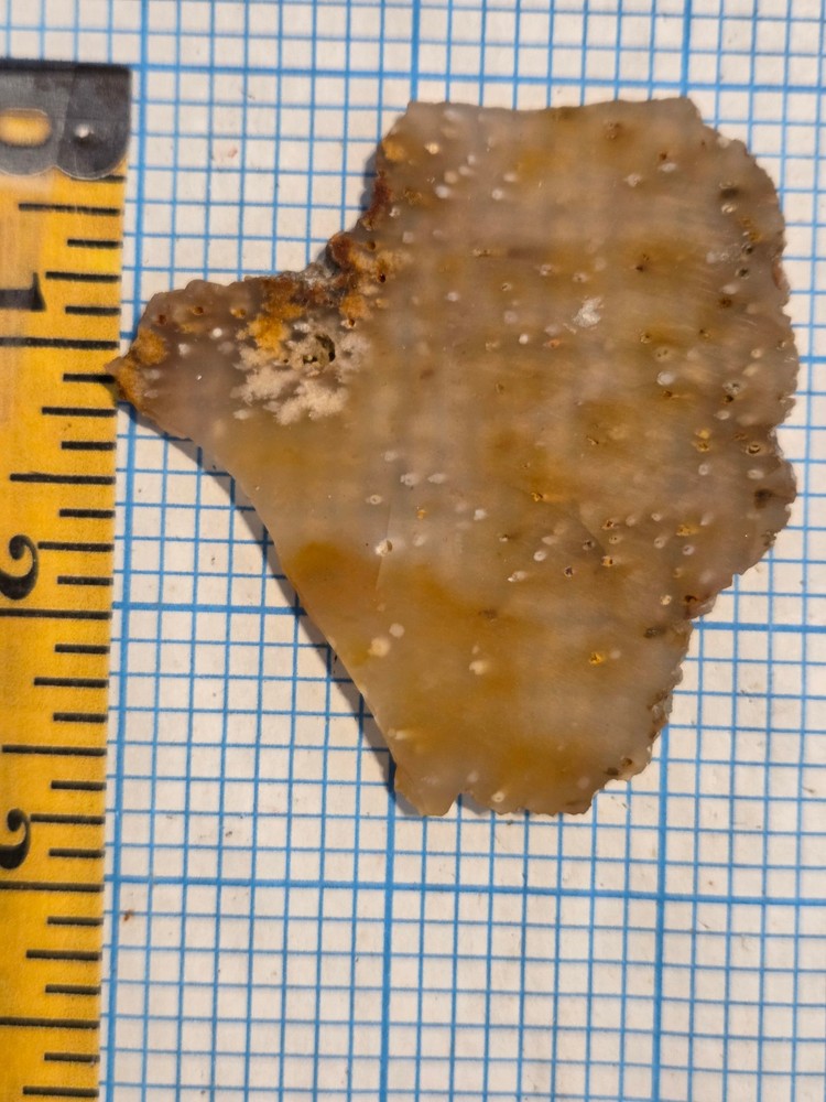 Agatized Palm Slab
