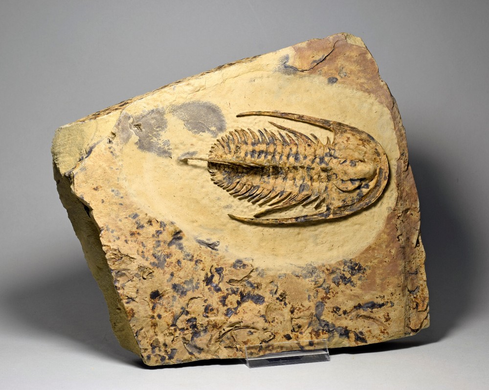 Rare 10.2 cm trilobite Fallotaspis