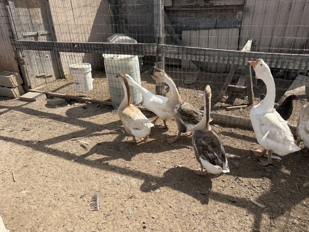 African Dewlap geese Hatching Eggs