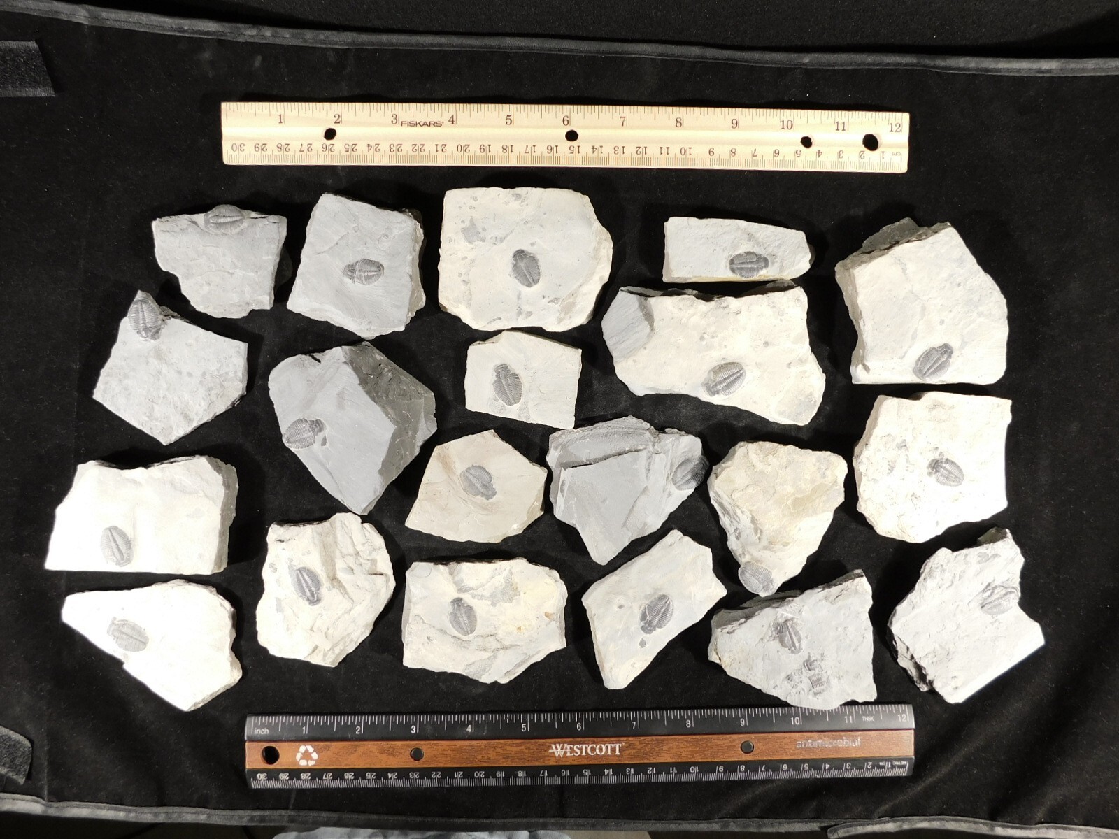 Small 100% Natural Elrathia TRILOBITE Fossil From Cambrian Utah