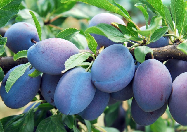 Damson Plum () Grafted Live Plant