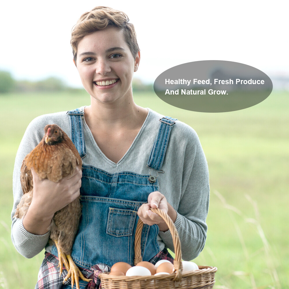 Bulk Dried Mealworms for Wild Birds Food Non-GMO Chickens Hen Fish Treats Food