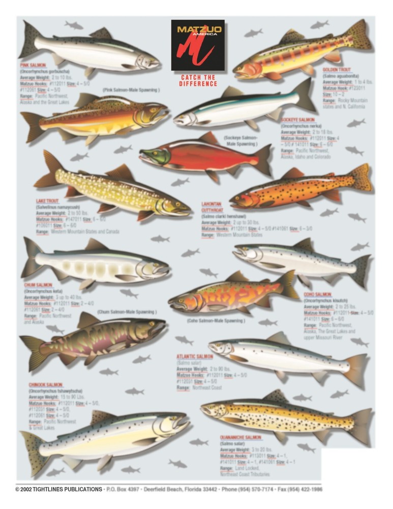 Trout and Salmon Identification #11 - Waterproof Quick Reference