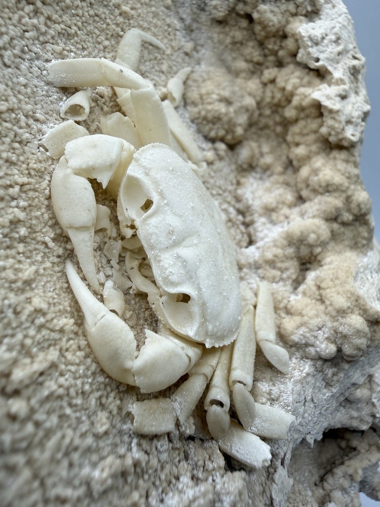 Authentic Potamon Fossil Crab Collection