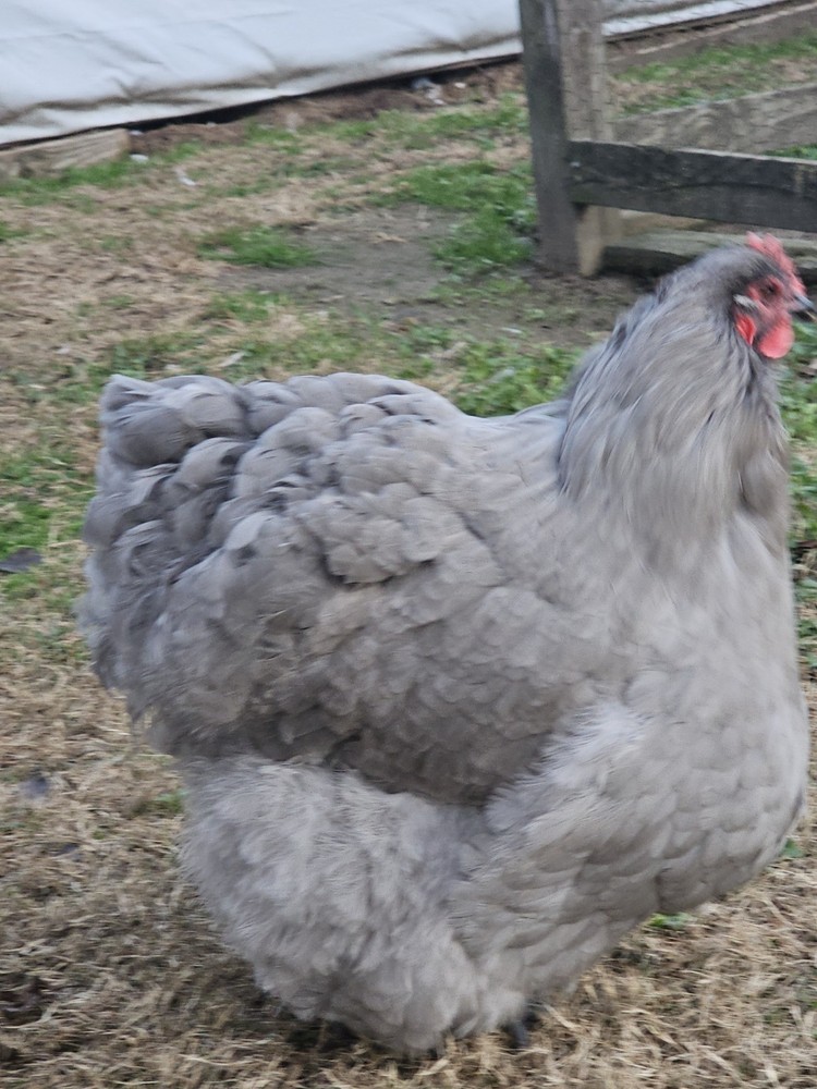 8+ English Lavender Orpington Hatching Eggs