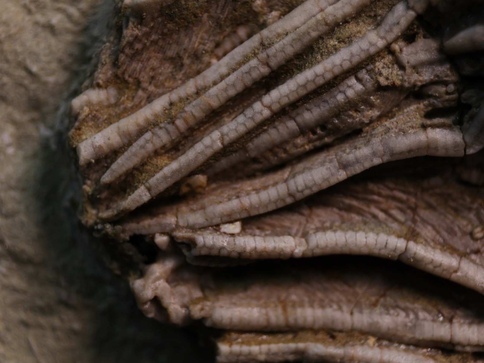 Well-Coiffured Crinoid Fossil, Crawfordsville, IN