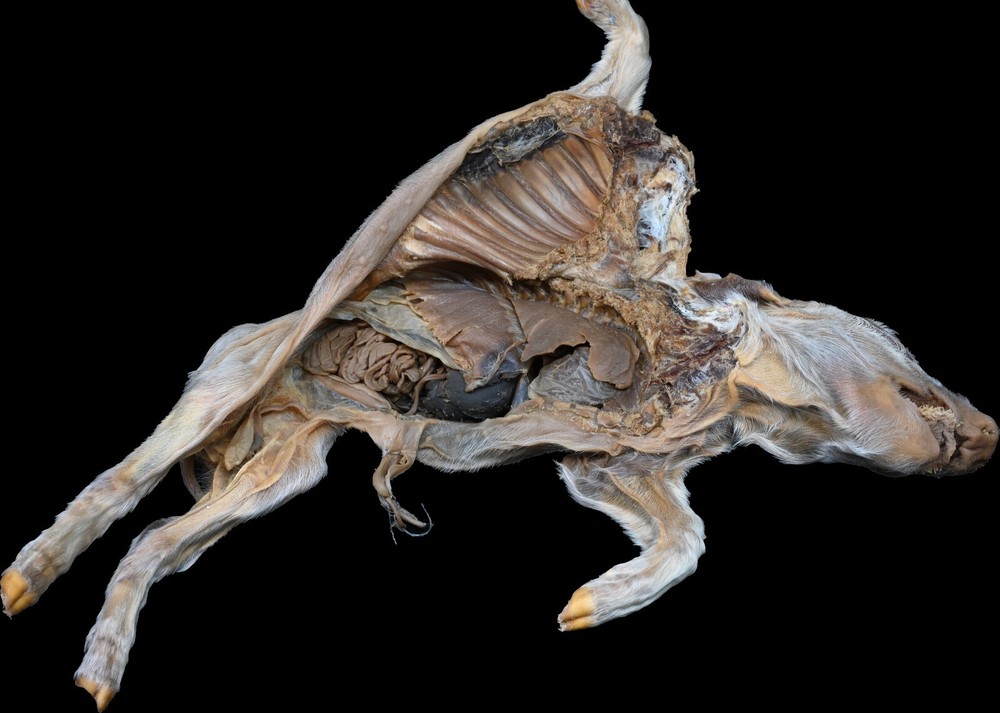 Plastinated pig fetus. Preserved with Elnady Technique.