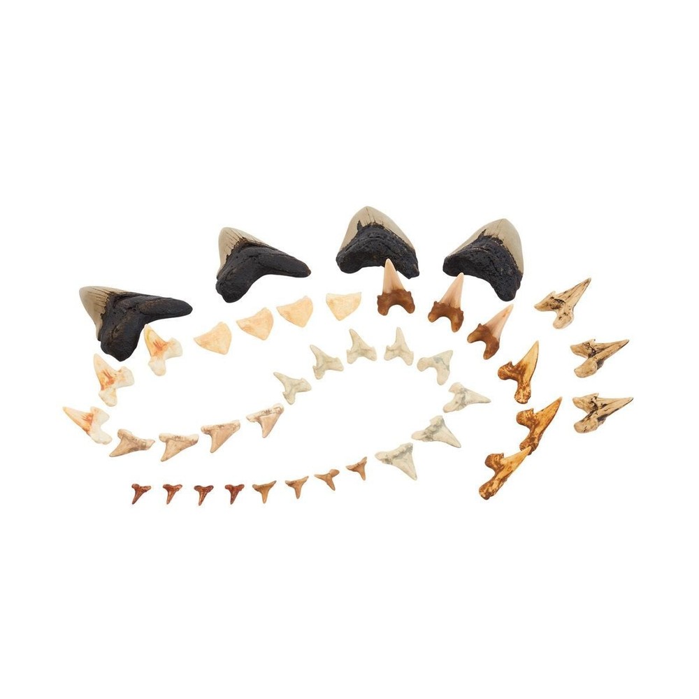 Kaplan Early Learning Super Shark Teeth Set - 40 Pieces