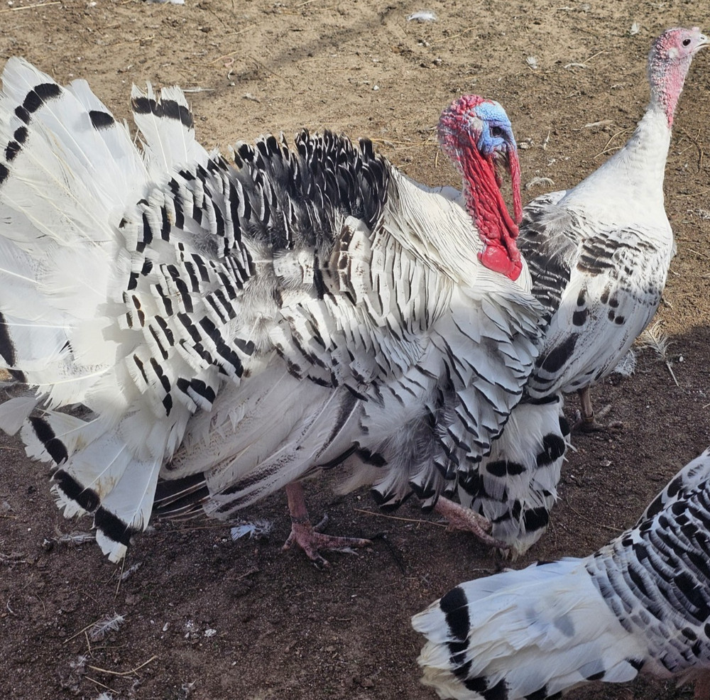 12 Royal Palm Turkey Hatching Eggs