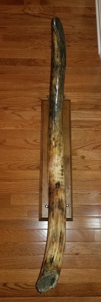 Fossil Bison Buffalo skull cap with stand PICK UP ONLY