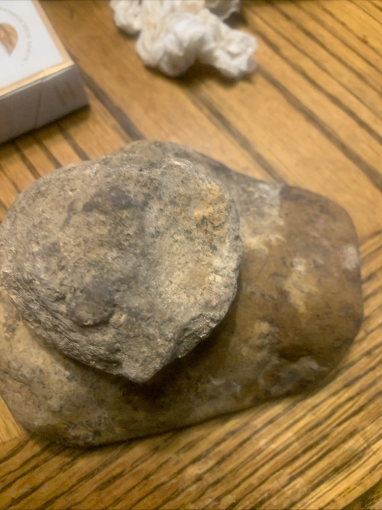 Fossils