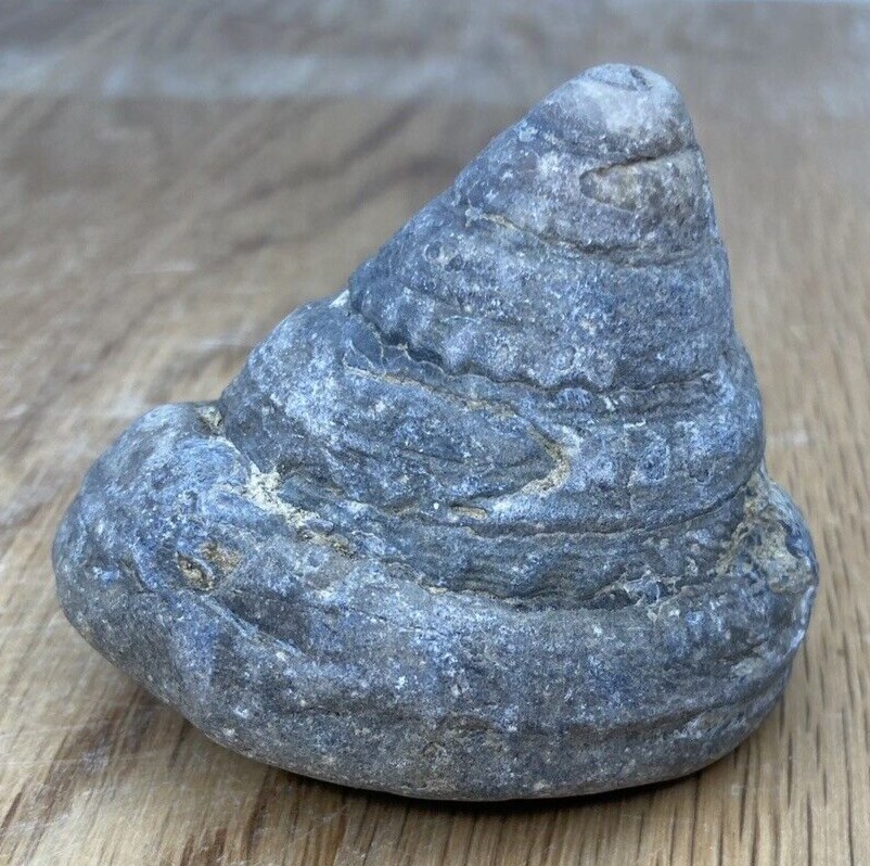 Fossil Specimen, Gastropod, 66mm