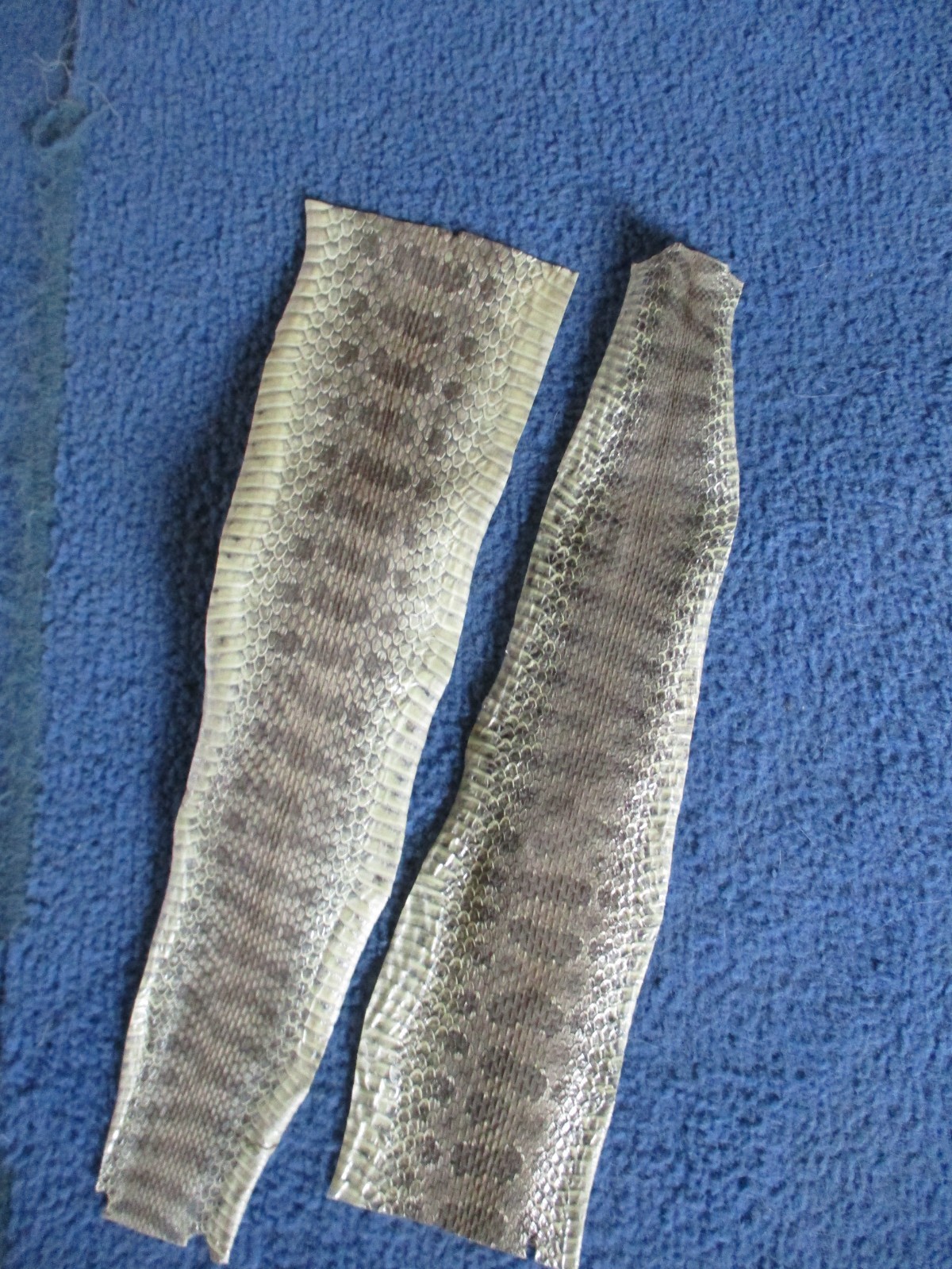 2 rattlesnake skin pieces Snake skin scraps pen blanks small wrap education W2