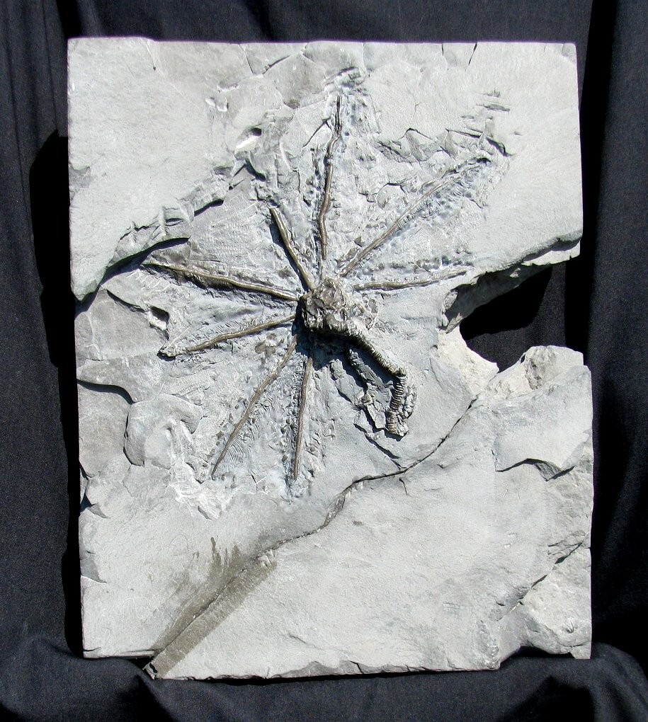 EXTINCTIONS- VERY COOL SILURIAN STARBURST CARYOCRINITES CYSTOID FROM NEW YORK!