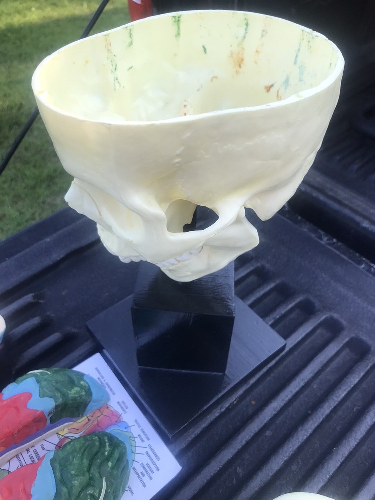Human Skull Model,4 Part Human Brain with stand