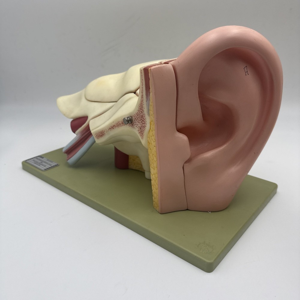 Somso DS5 Ear Anatomical Model - Hearing Inner Ear