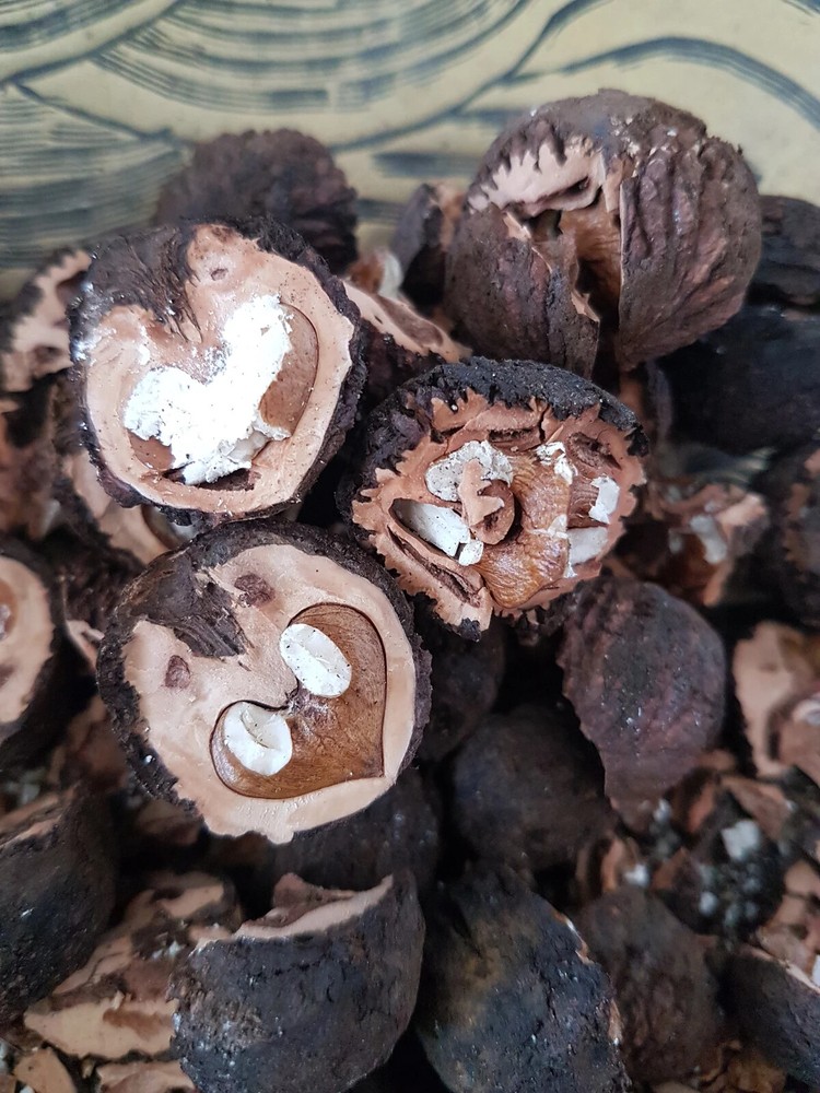 Black walnut in shell 250gr.(Juglans nigra)