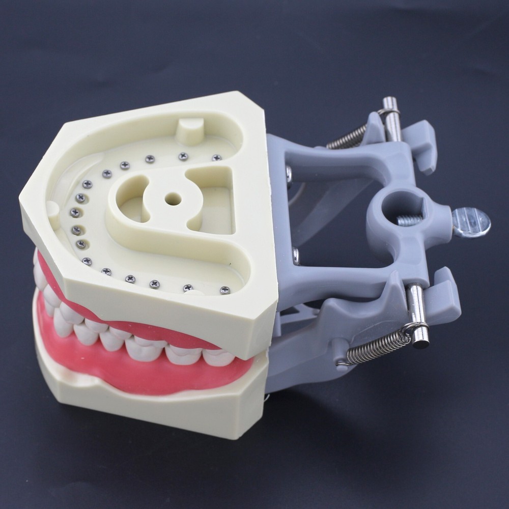 US Columbia Dentoform 860 Type Dental Typodont Model & 32pcs Removable Teeth