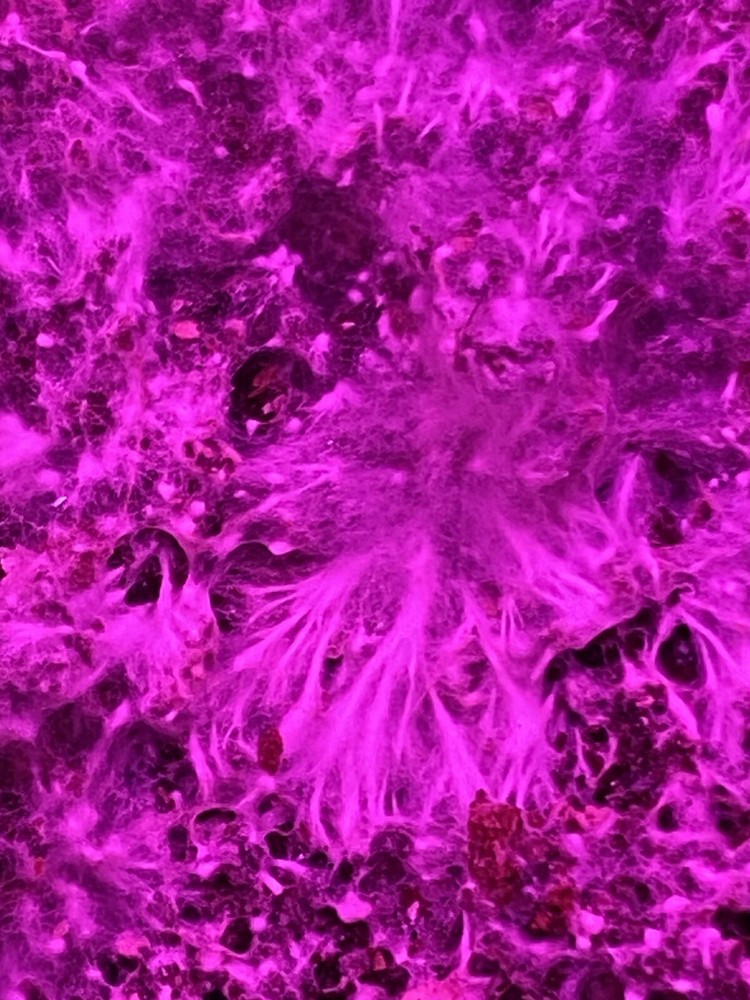 Live Genetics (Pick from Agar/LC/MSS/SS/SP)