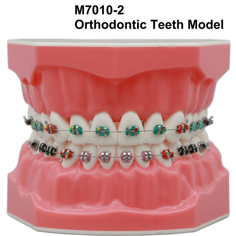Dental Ortho Teeth Model Implants Practice Teaching Restortion Brushing Model