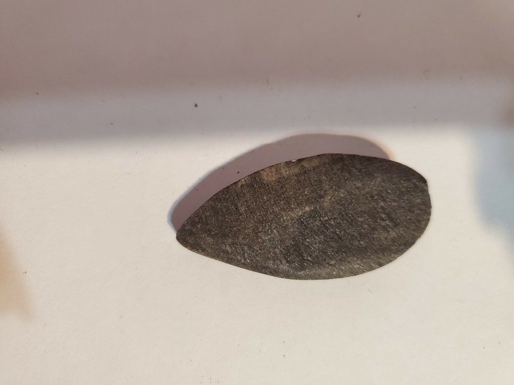 Polished Orthoceras Fossil