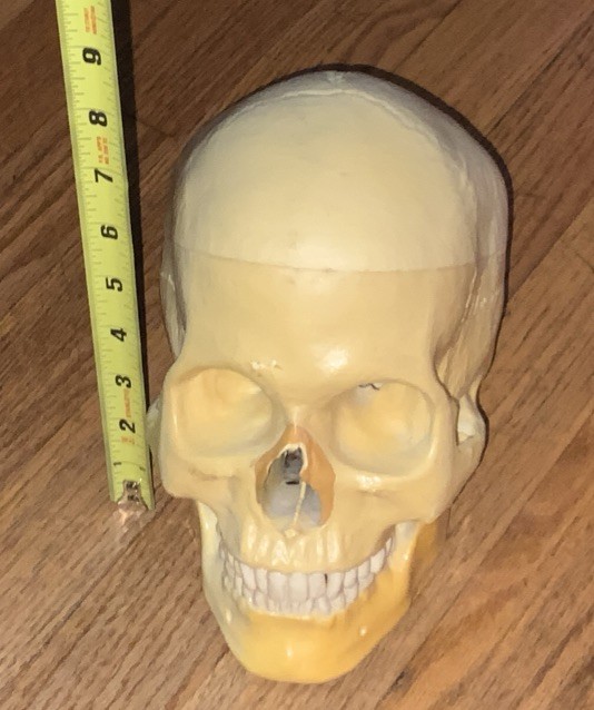 Realistic Human Skull Replica With Hinged Movable Jaw