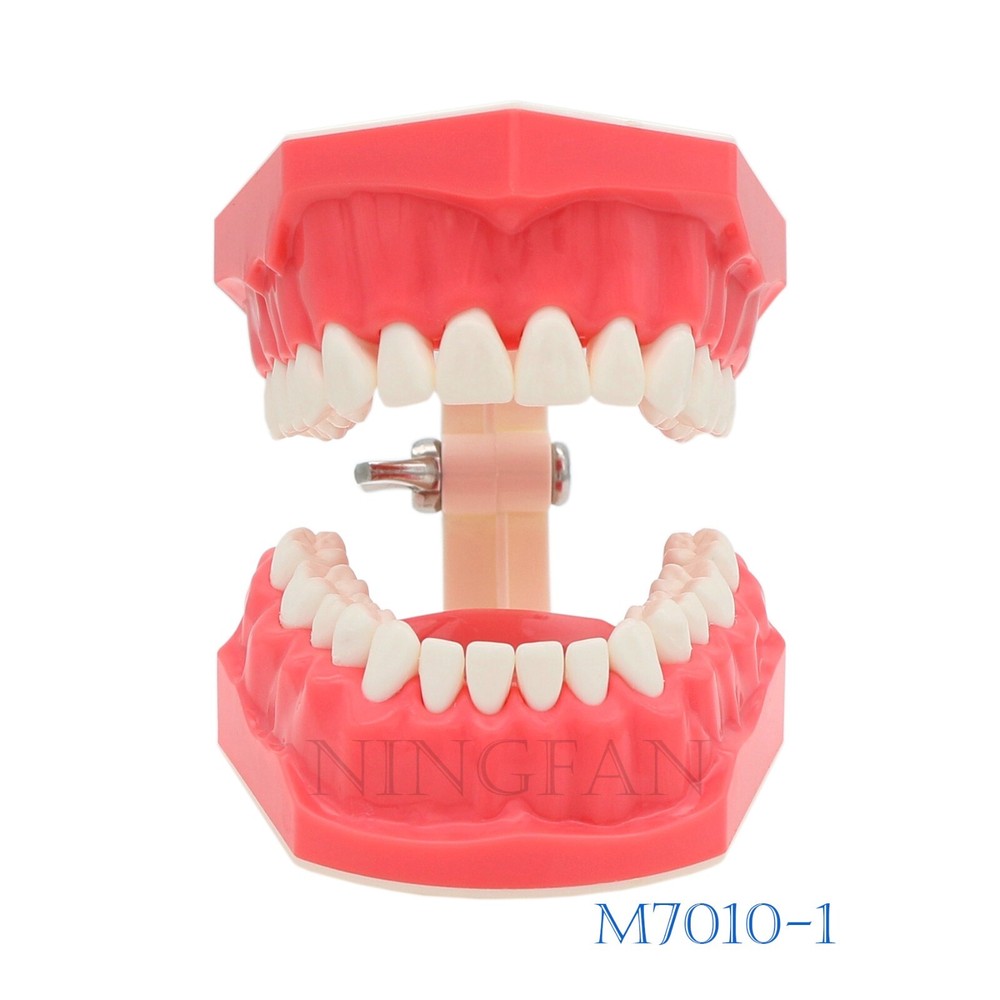 US Dental Typodont Demo Teeth Model1:1 Brushing Flossing Teaching Practice Study