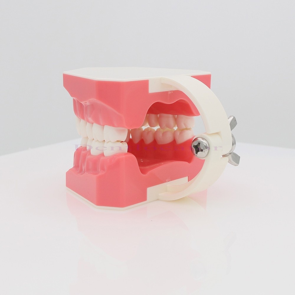 US Dental Typodont Teeth Model 1:1 Brushing Flossing Practice Teaching Model
